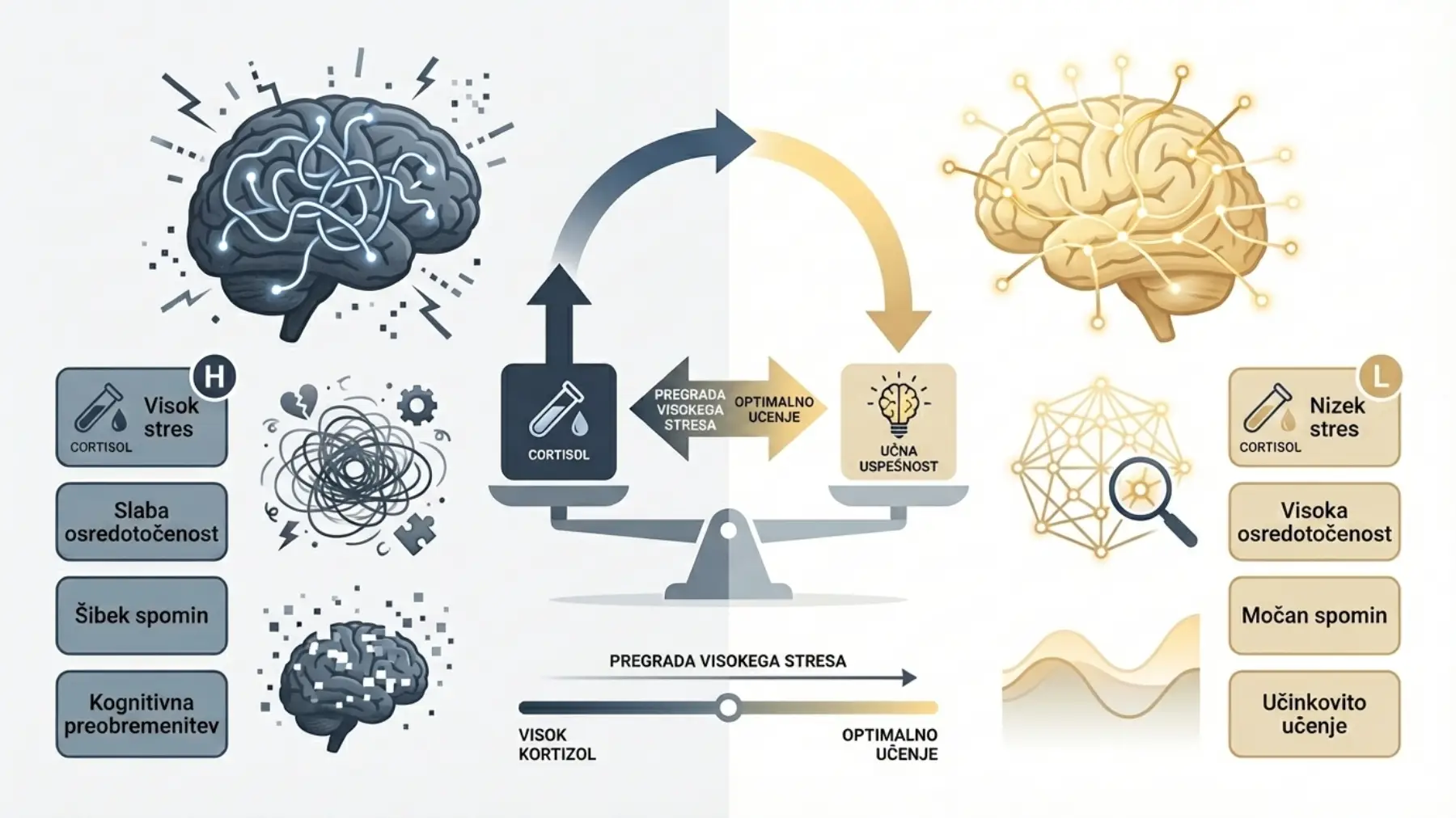 vpliv kortizola na ucenje stres osredotocenost spomin infografika